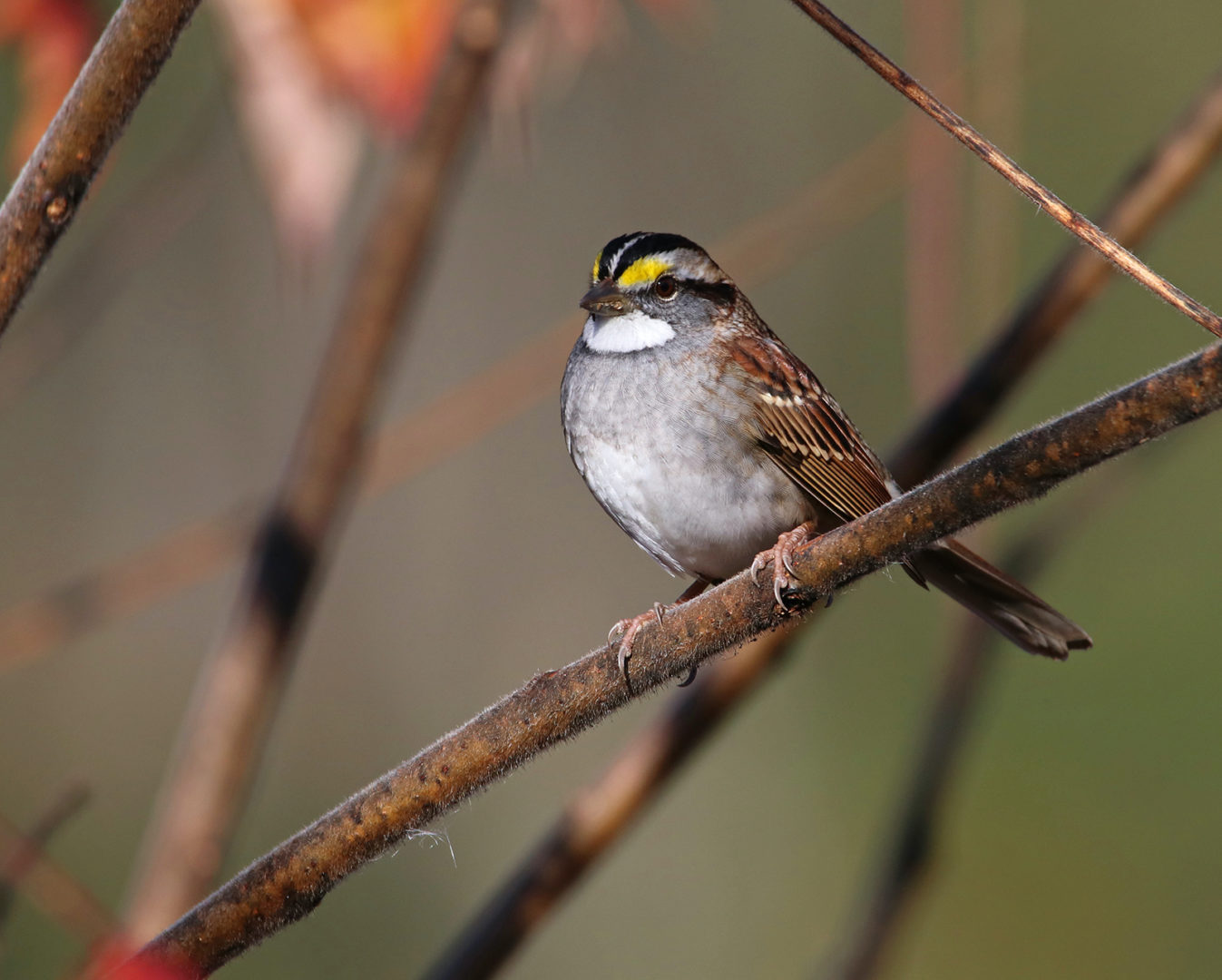 State College - Natures Ways white throated sparrow