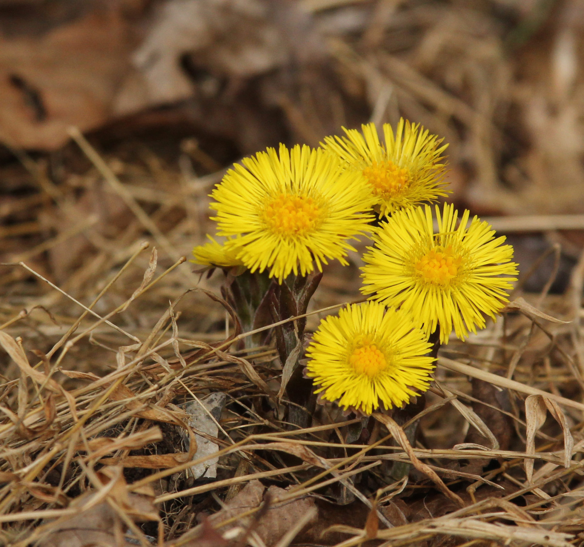 State College - Nature's Ways
