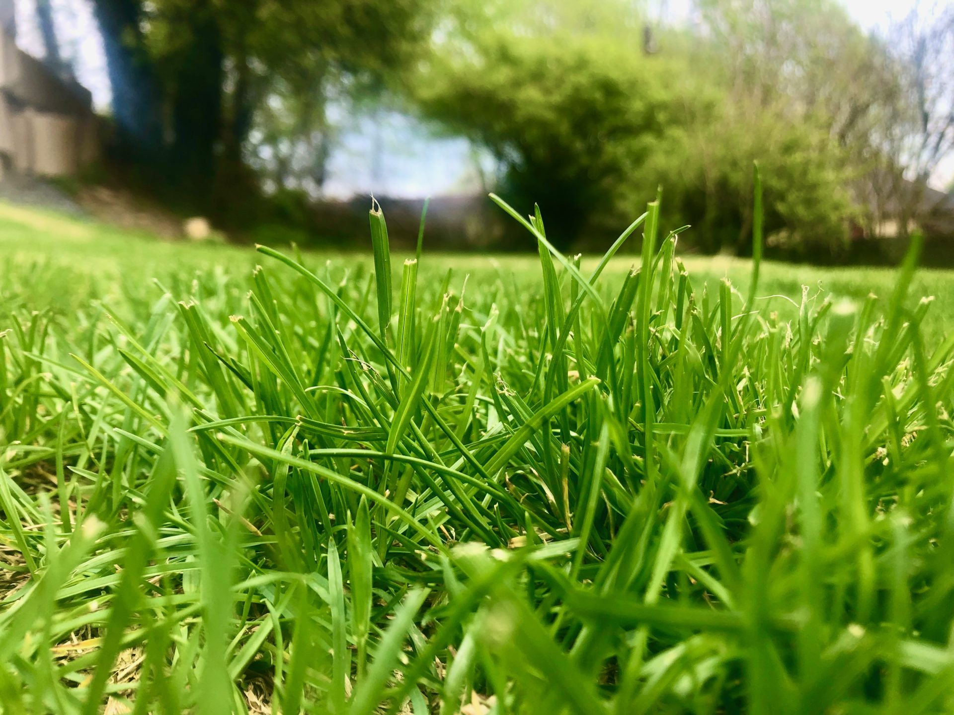 State College - grass