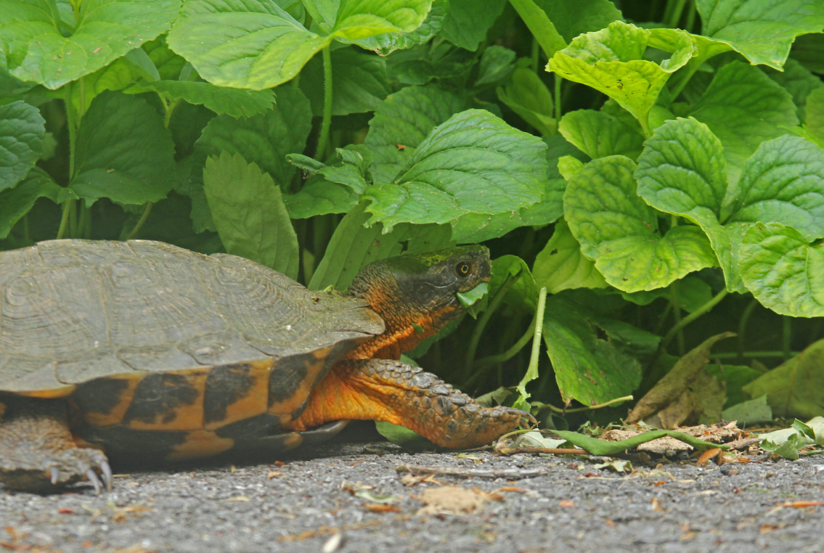State College - Nature Ways wood turtle