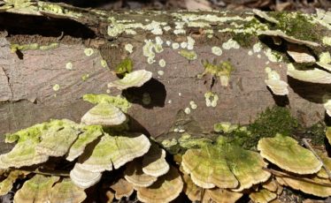 Centred Outdoors: Awaken the Senses at Bear Meadows Natural Area