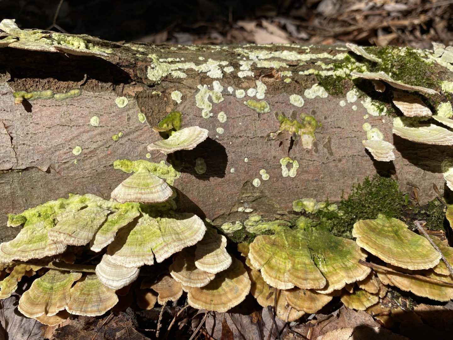 State College - BearMeadowsFungi2