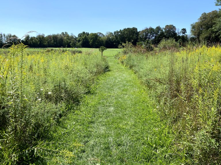Centred Outdoors: Flutter Over to This Local Park for a Tour of the Snetsinger Butterfly Garden