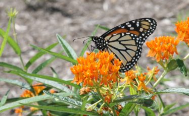 Nature’s Ways: Butterfly Weed — An Orange Sentinel