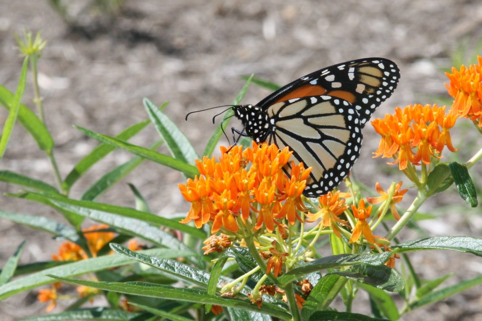 Nature’s Ways: Butterfly Weed — An Orange Sentinel | State College, PA