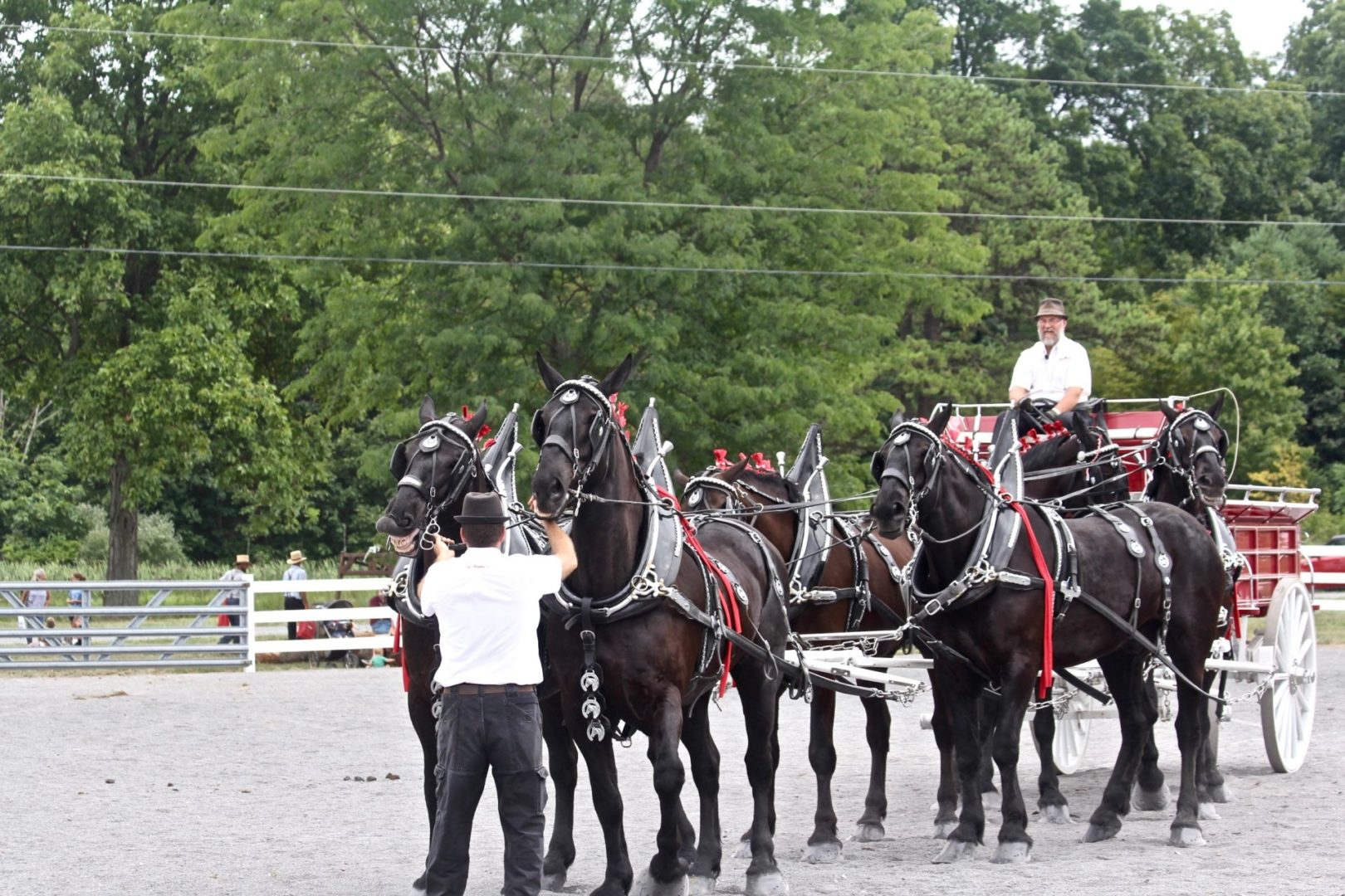 State College - ag progress percheron 2022