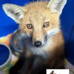 Centre Wildlife Care