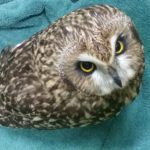 Centre Wildlife Care