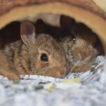 Centre Wildlife Care