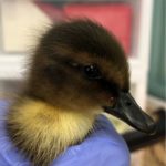 Centre Wildlife Care