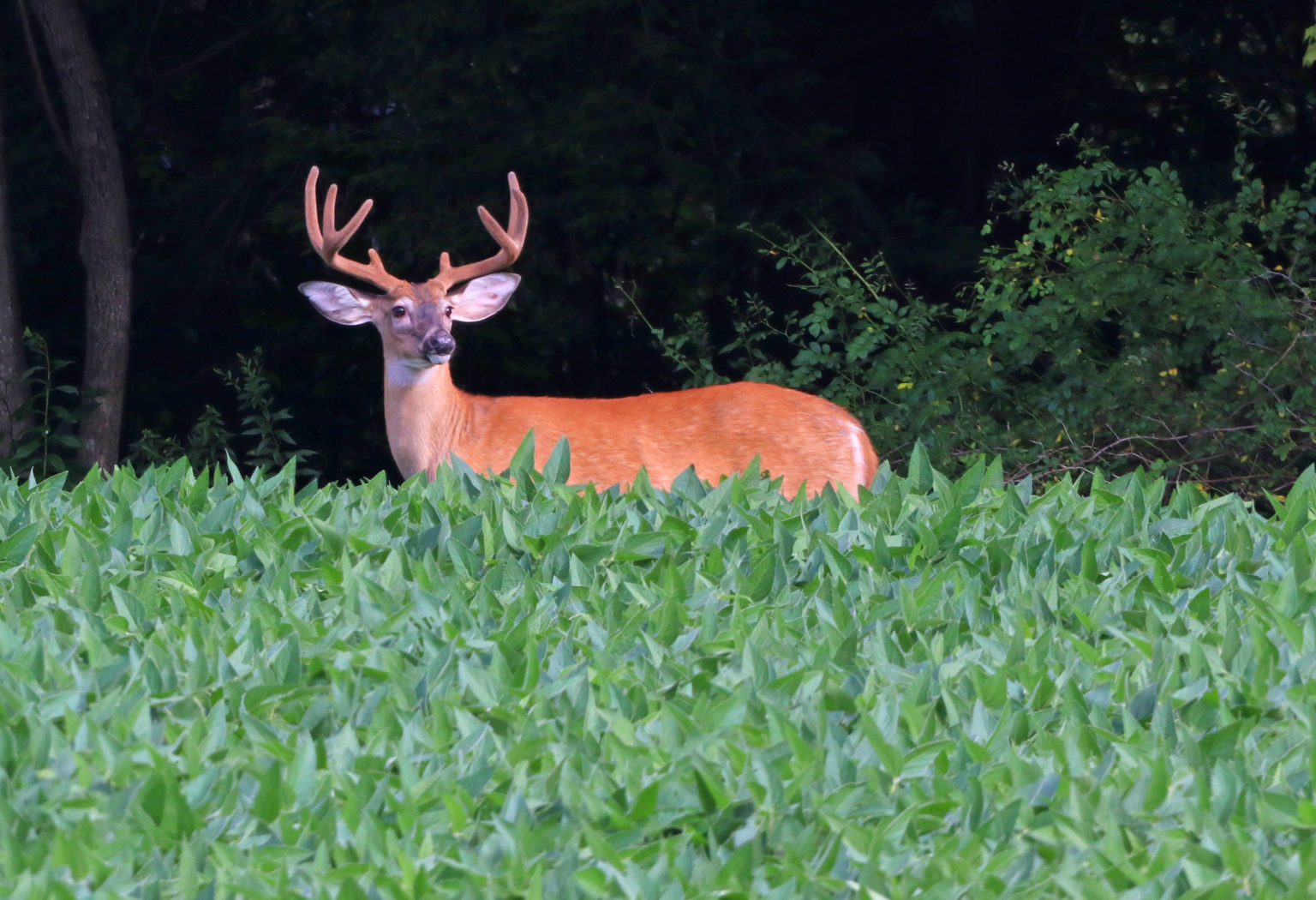20 Years of Antler Restrictions Have Changed Deer Harvest State