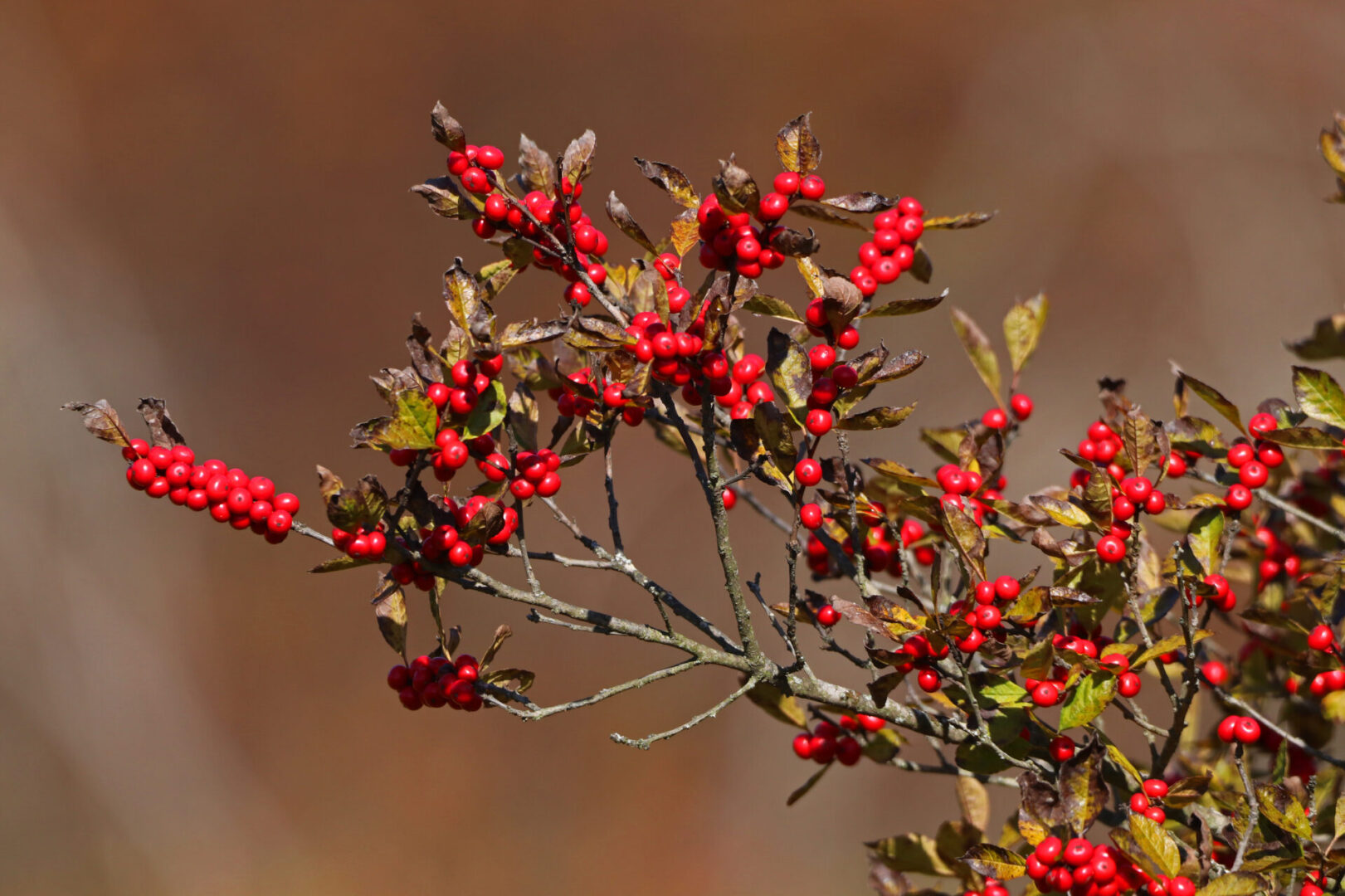 State College - Natures Ways winterberry holly