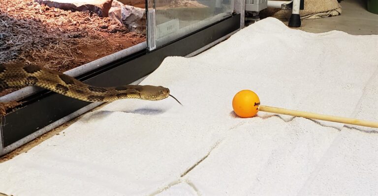 Shaver’s Creek Staff Win Awards for Snake Training Program