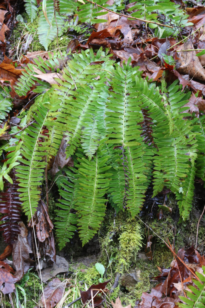 State College - Christmas fern