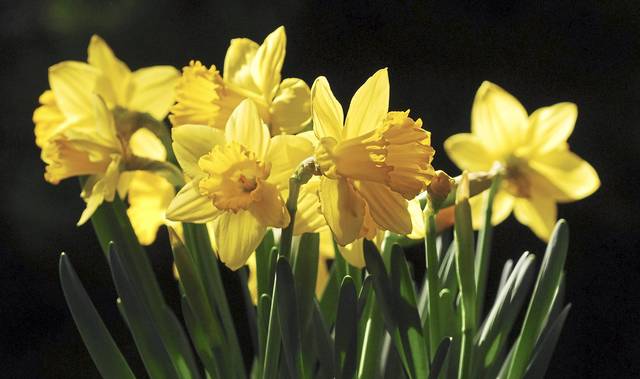 State College - 2172752_web1_gtr-daffodil-022719