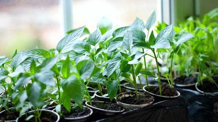 State College - Growing-Fruit-Trees-from-Seeds-Featured-1-750x420