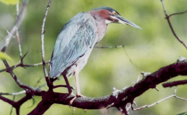 State College - Heron