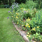 The First-Time Gardener