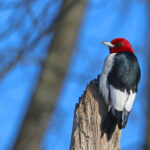 Nature’s Ways: Red-Headed Woodpecker Is a Rare Local Find