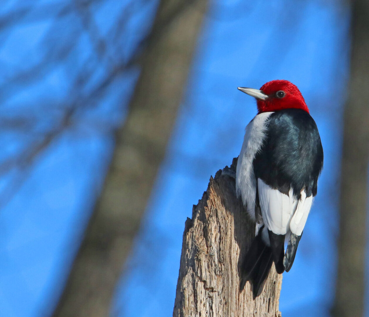 State College - woodpecker