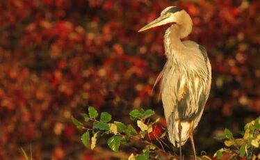 Nature’s Ways: The Great Blue Heron — a Super Angler