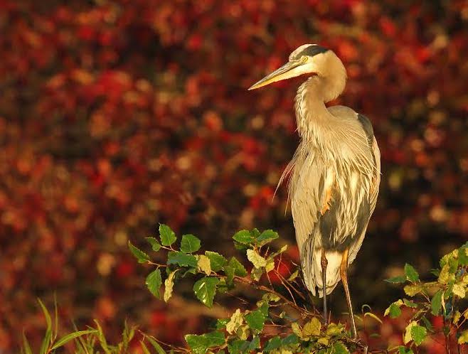 State College - Heron crop