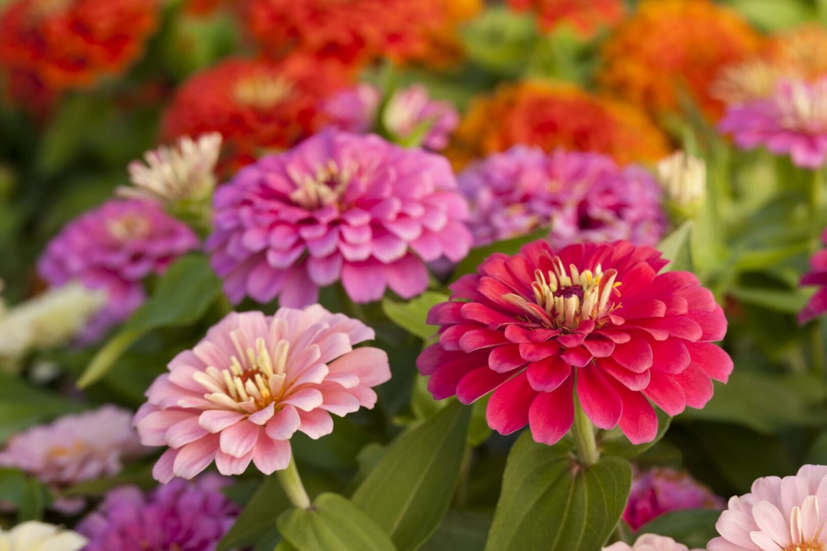 State College - assortment-of-pink-shaded-zinnias-in-a-flower-patch-royalty-free-image-155285202-1534169642