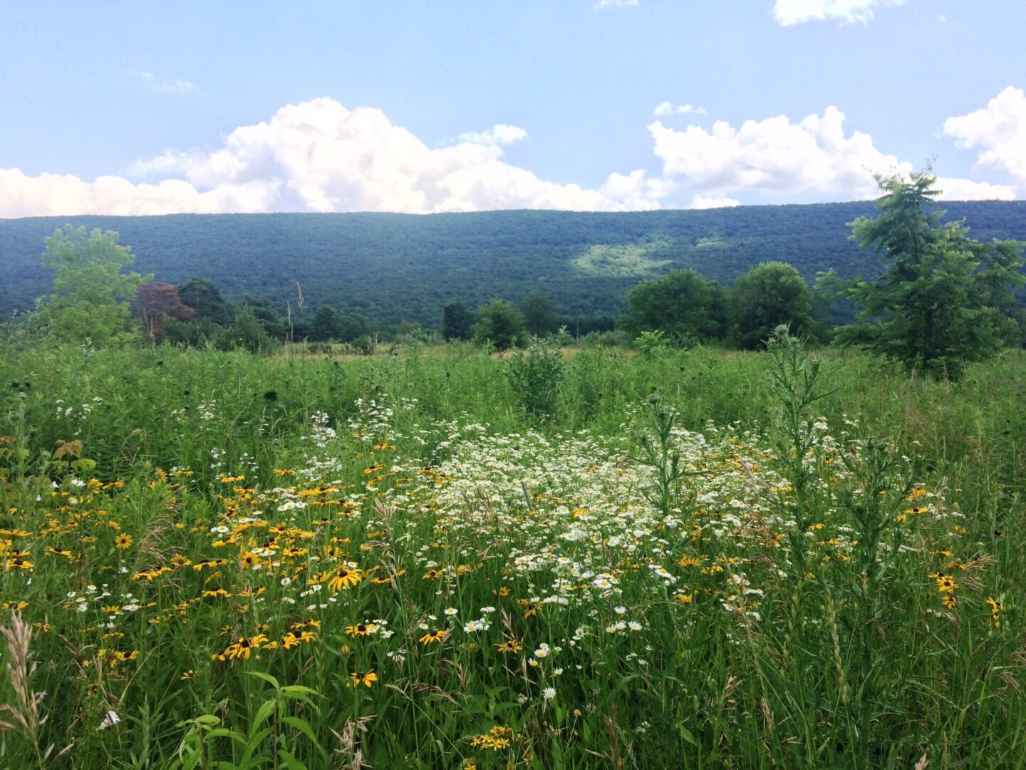 State College - grassy landscape