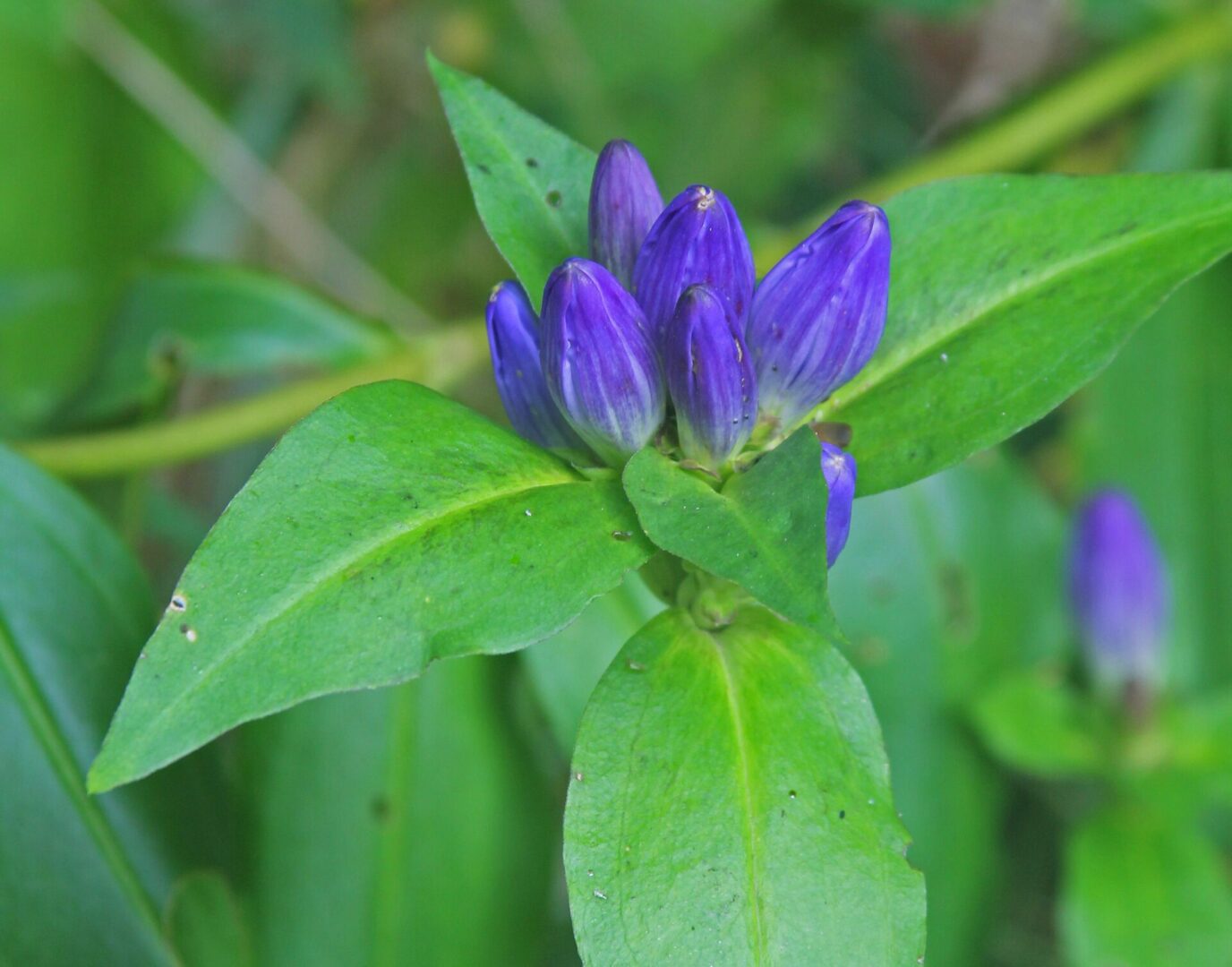 State College - Closed Gentian 6765-ps-c