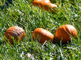 Porch Pumpkins: A Local Guide to Sourcing, Selection and Care