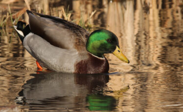 Nature’s Ways: The Mallard Duck — Common but Beautiful