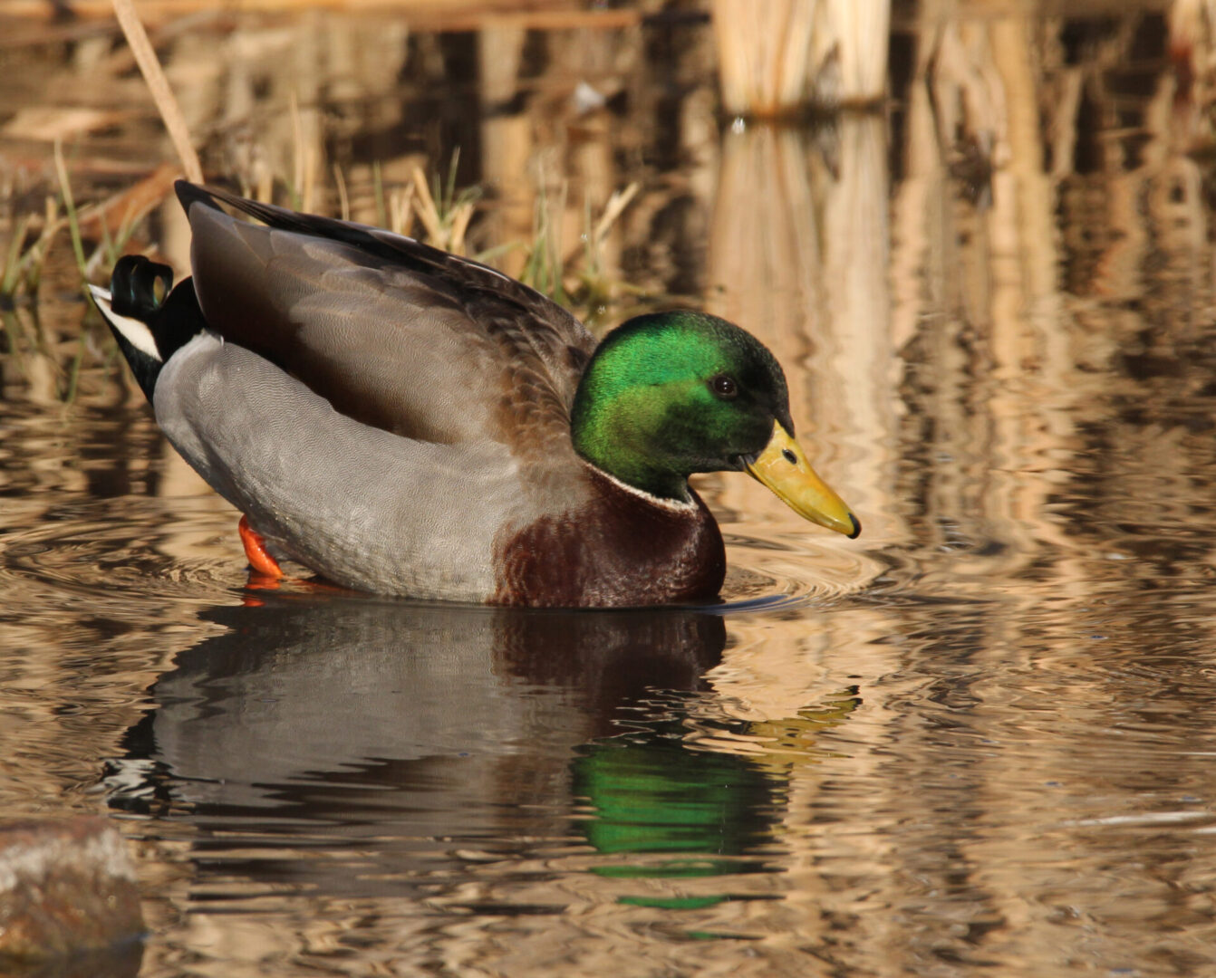 State College - Drake Mallard 3905 8x10