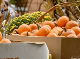 Downtown State College Hosts Annual Fall Festival & Pop Up Ave