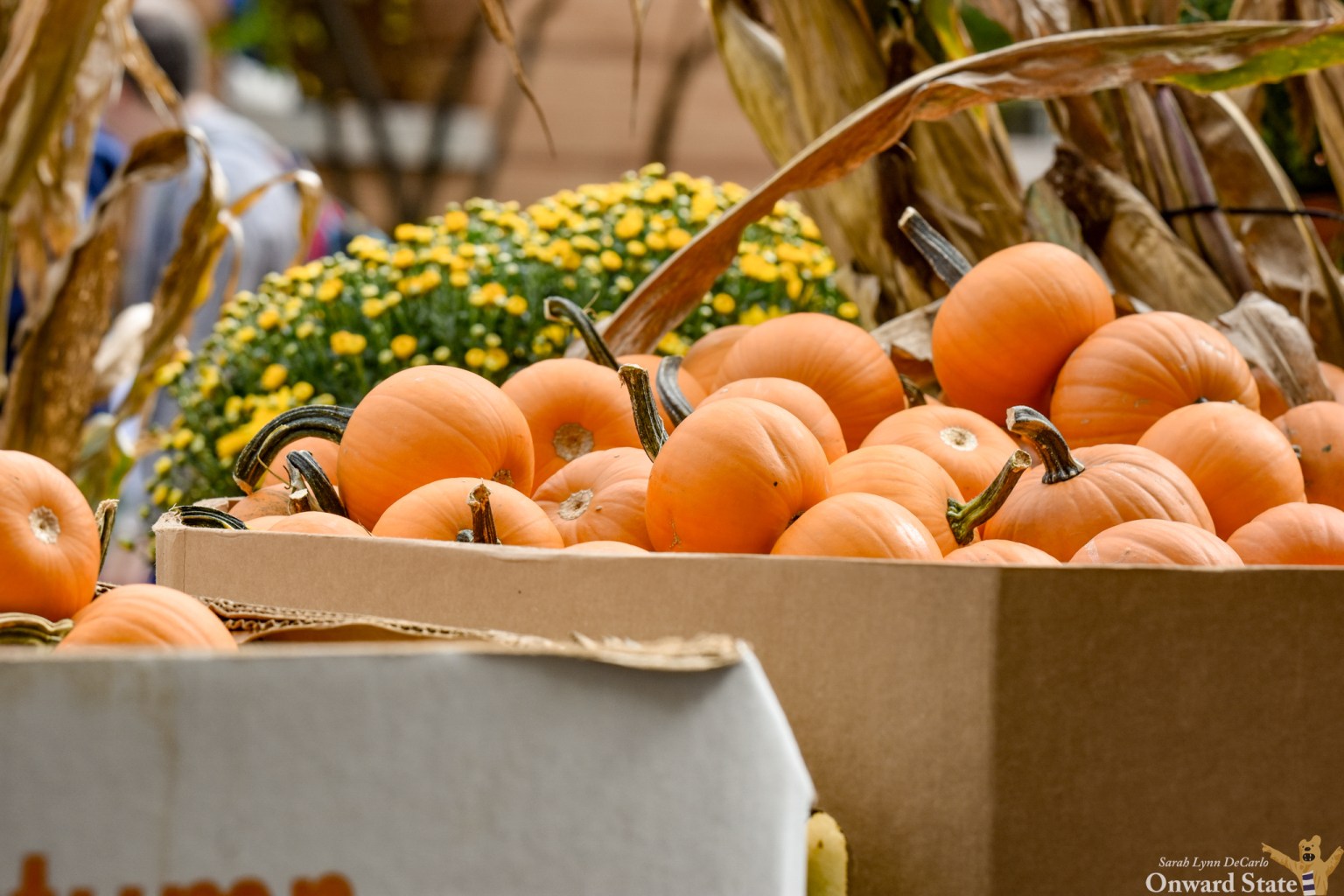 State College - Fall-Festival-Pop-Up-9-30-23