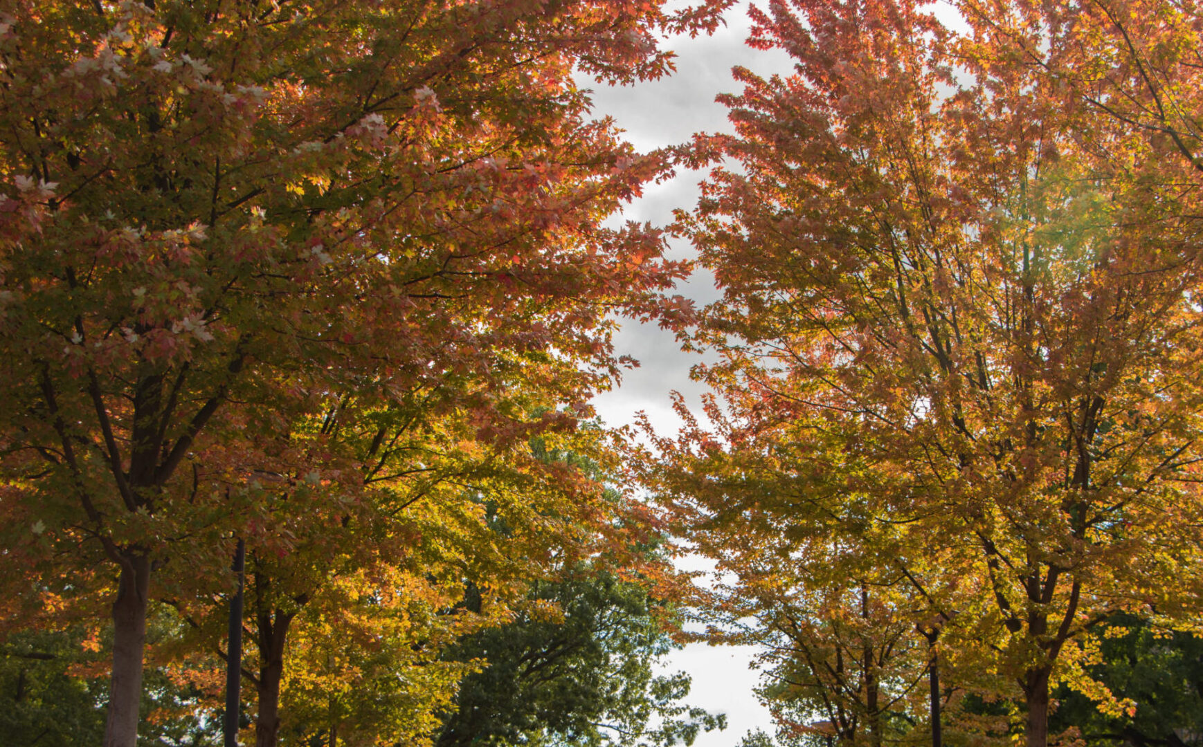 State College - campus-foliage-credit-Mira-DiBattiste