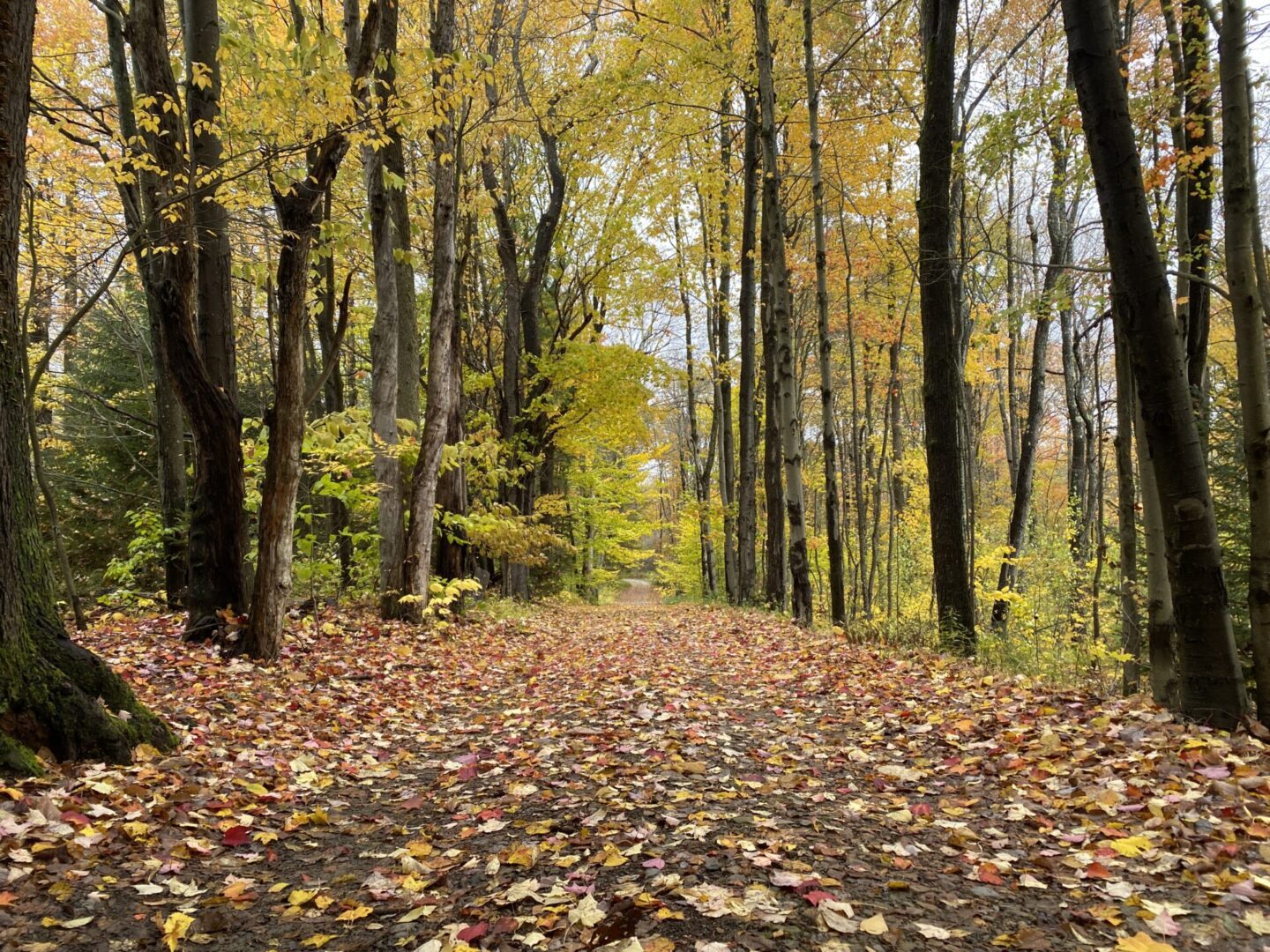 State College - wooded area elk and cameron counties colin deppen