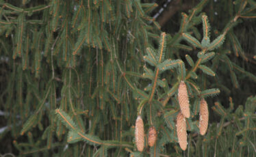 Nature’s Ways: Norway Spruce — A Stately Naturalized Tree