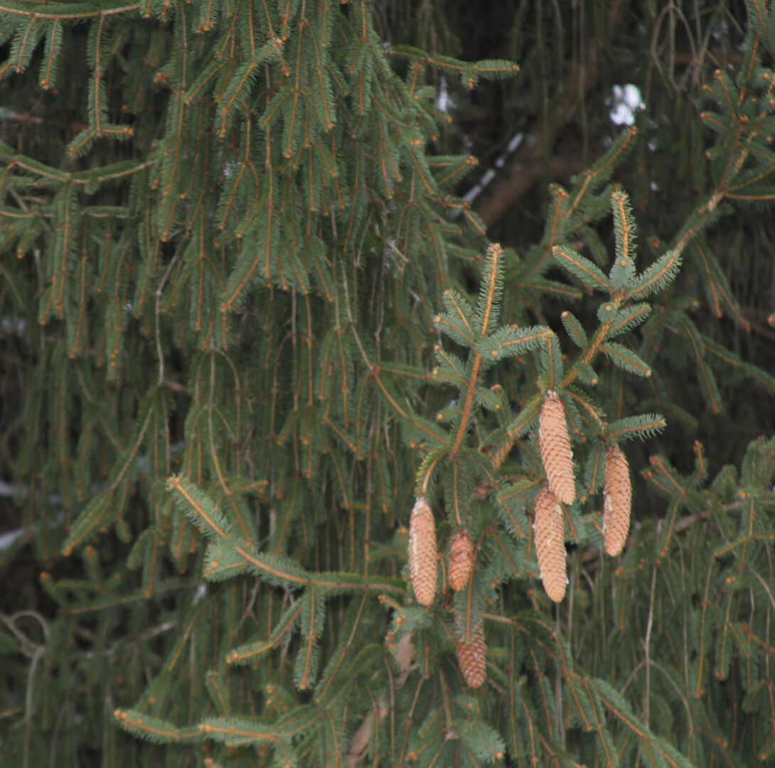 State College - Norway Spruce cones and needles