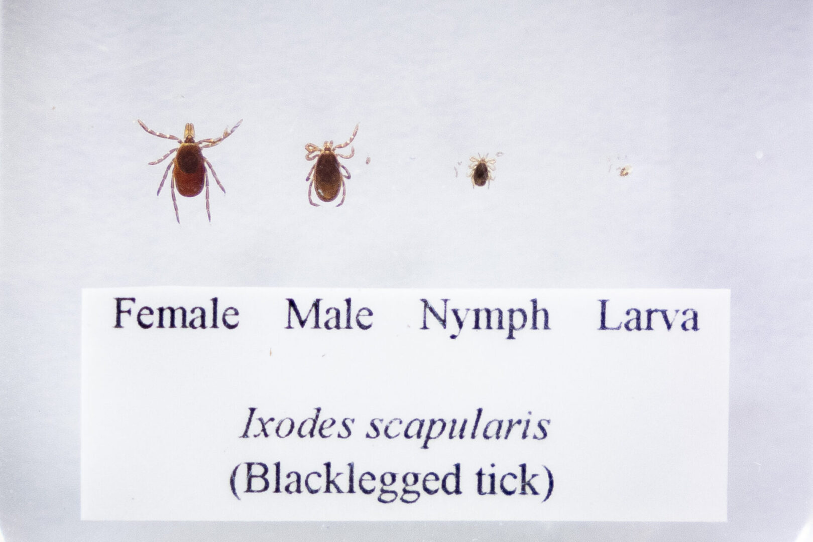 State College - Wolf Administration: Prevalence of Ticks in Pennsylvania is High, Take Steps to Prevent Tick Bites and Tick-borne Diseases