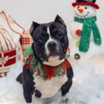 Centre County PAWS Waives Adoption Fees for Holiday Season