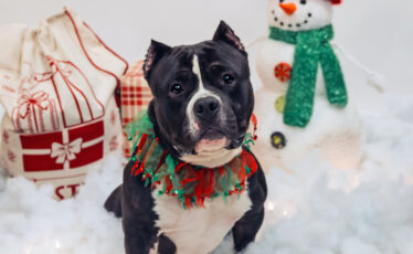 Centre County PAWS Waives Adoption Fees for Holiday Season
