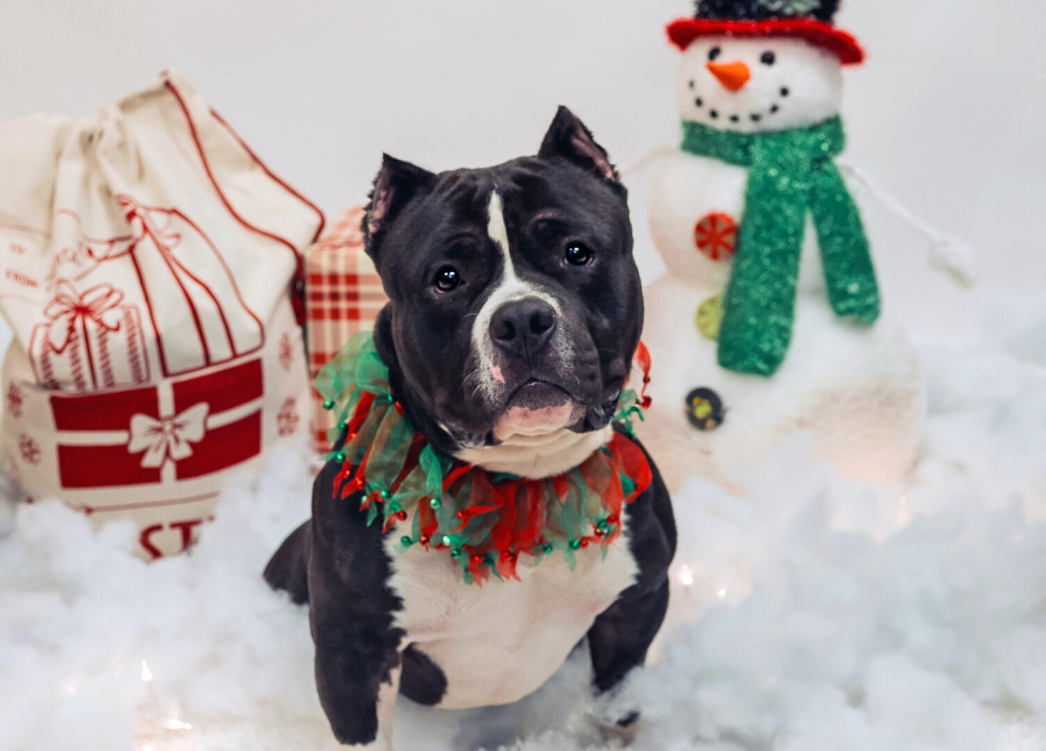 State College - Centre County PAWS-Home for the Holidays 01