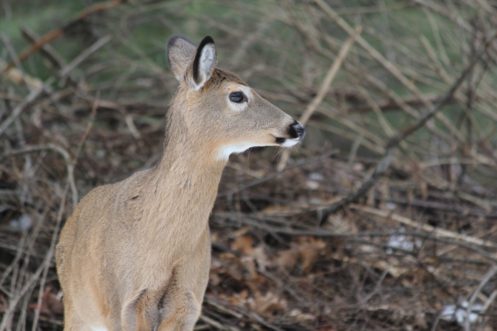 State College - deer mark nale