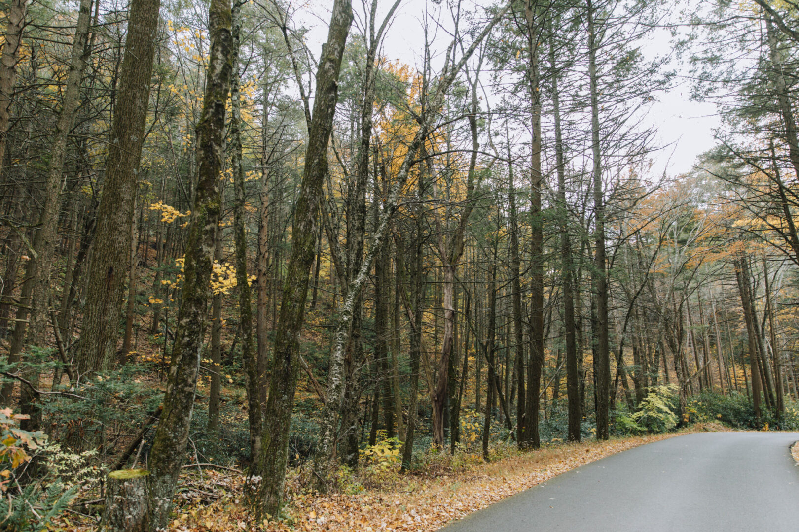 State College - rothrock forest huntingdon spotlight