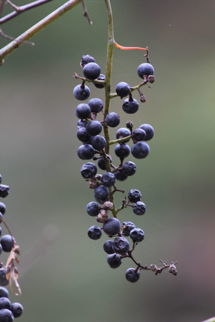 State College - Grapes1