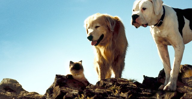 ‘Homeward Bound’: a family-friendly classic