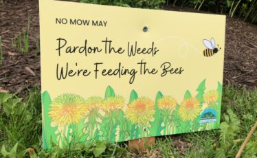 ‘No Mow May’ Returning in State College