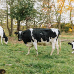 Three black and white cows in a field.