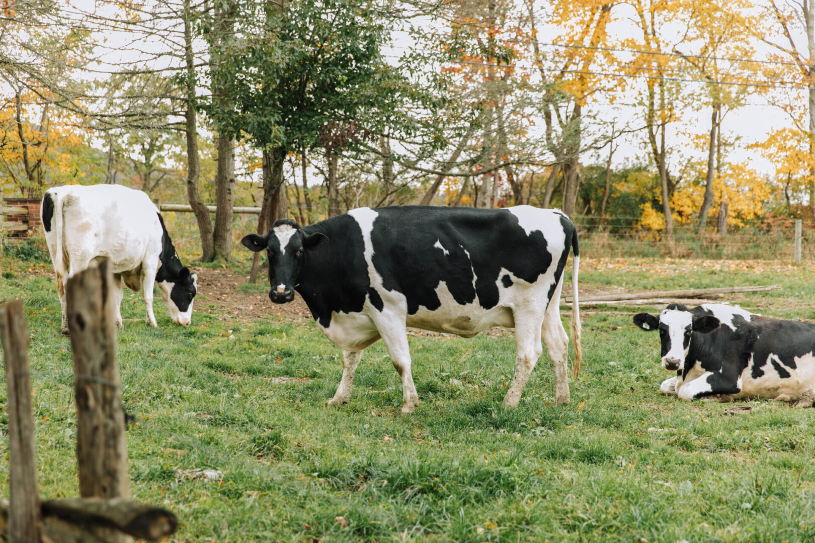 State College - cows spotlight