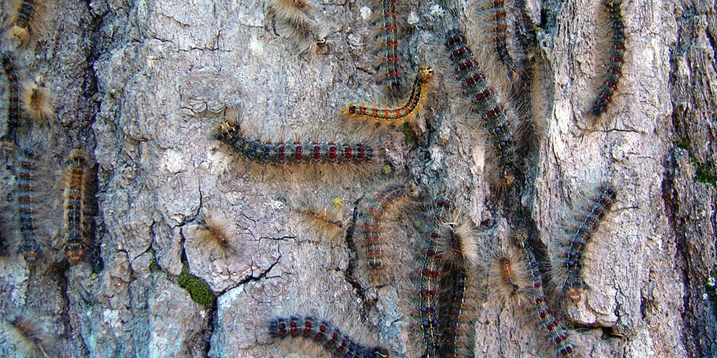 State College - Spongy Moth